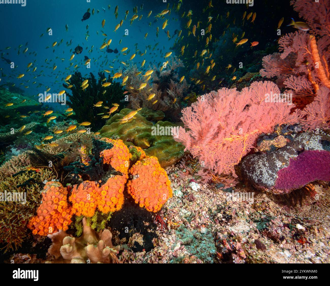 anthias Korallen raja ampat Stockfoto