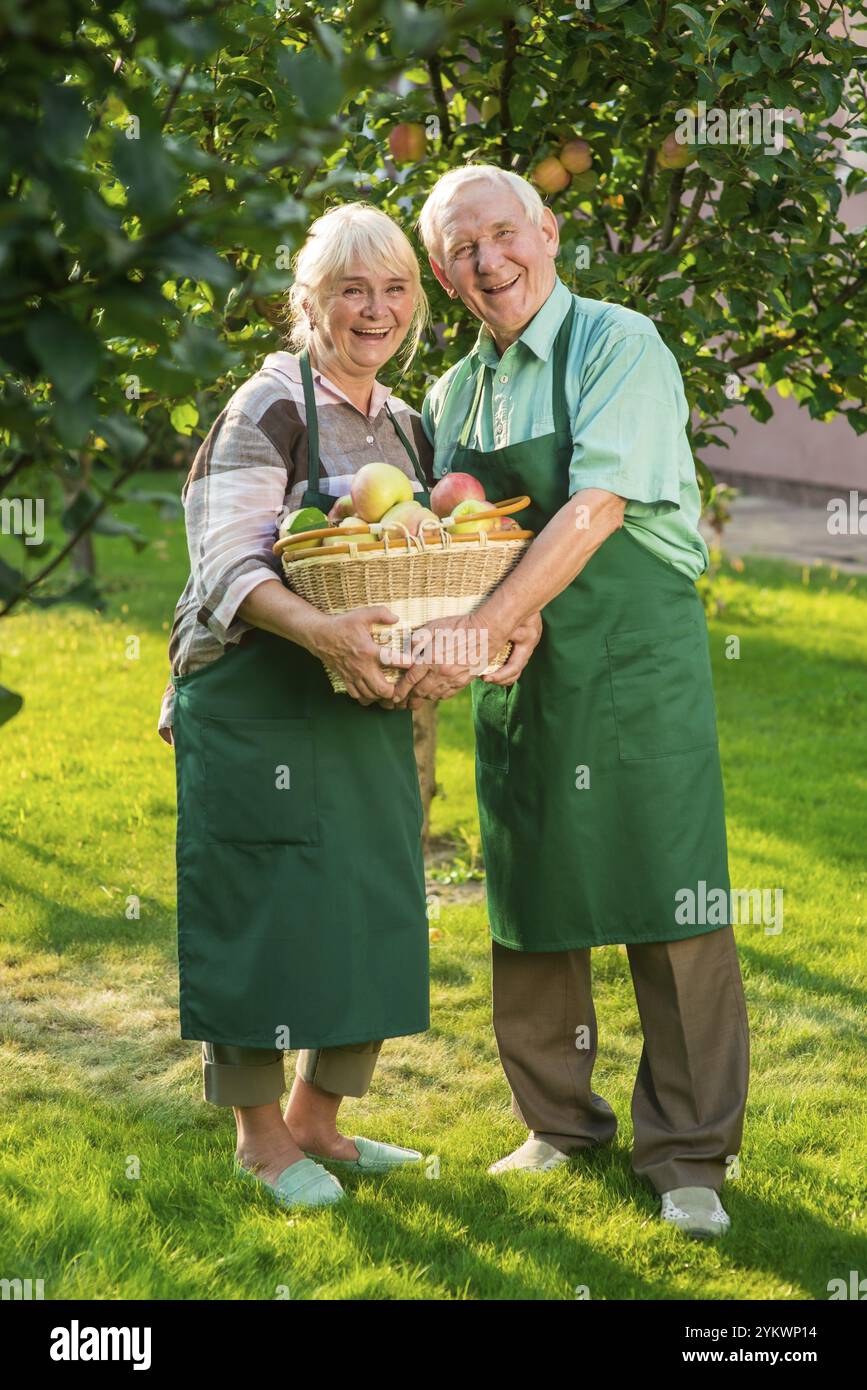 Fröhliches Paar, das einen Apfelkorb hält. Alter Mann und Frau lächeln. Werden Sie Gärtner Stockfoto