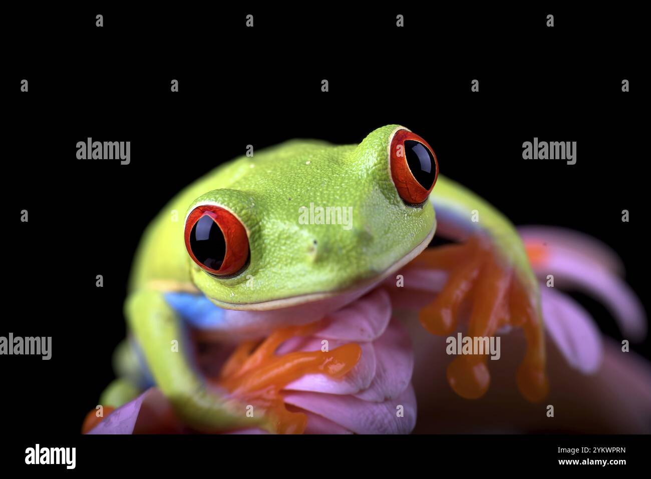 Der rotäugige Baumfrosch hockte auf roten Blumen Stockfoto
