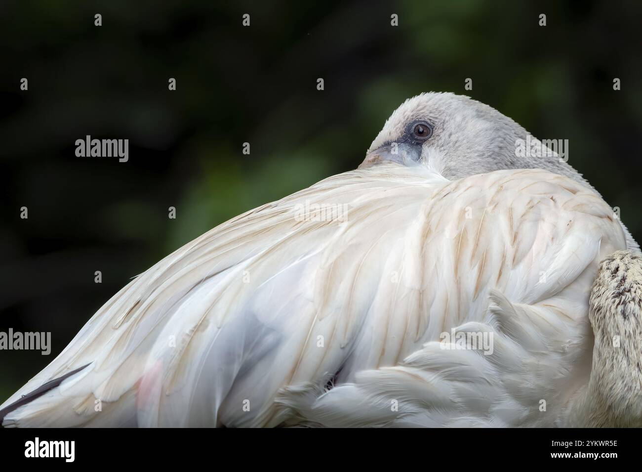 Bilder von schlafenden Flamingovögeln Stockfoto