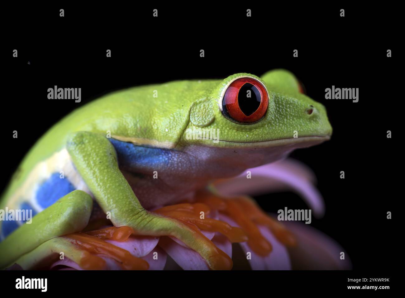 Roter Baumfrosch auf schwarzem Hintergrund Stockfoto