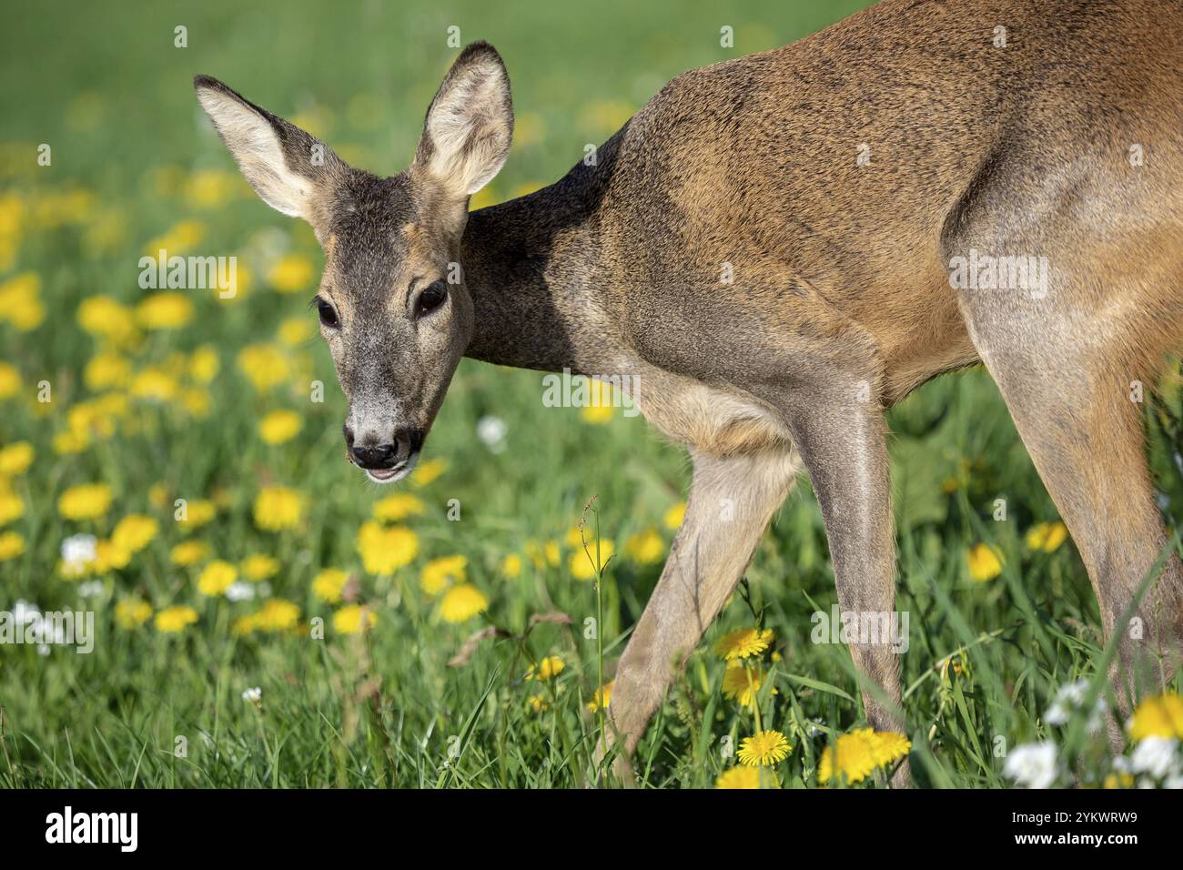 Rehe in Gras, Hyla arborea. Wilde Rehe im Frühling Natur Stockfoto