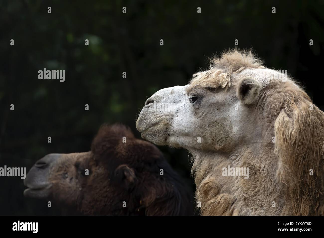 Nahaufnahmen von Kamelköpfen Stockfoto