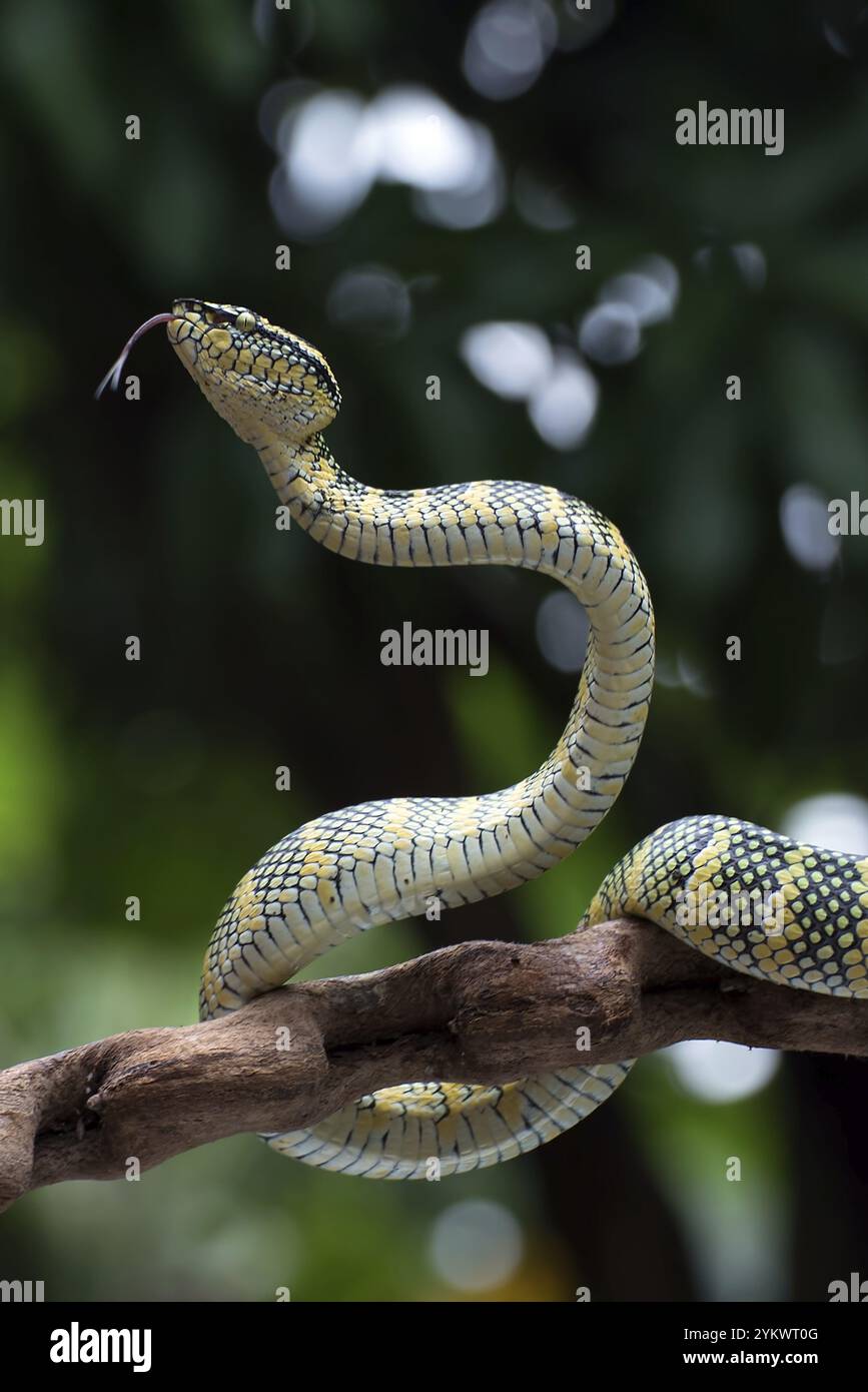Wagler Pit Viper auf einem Ast Stockfoto