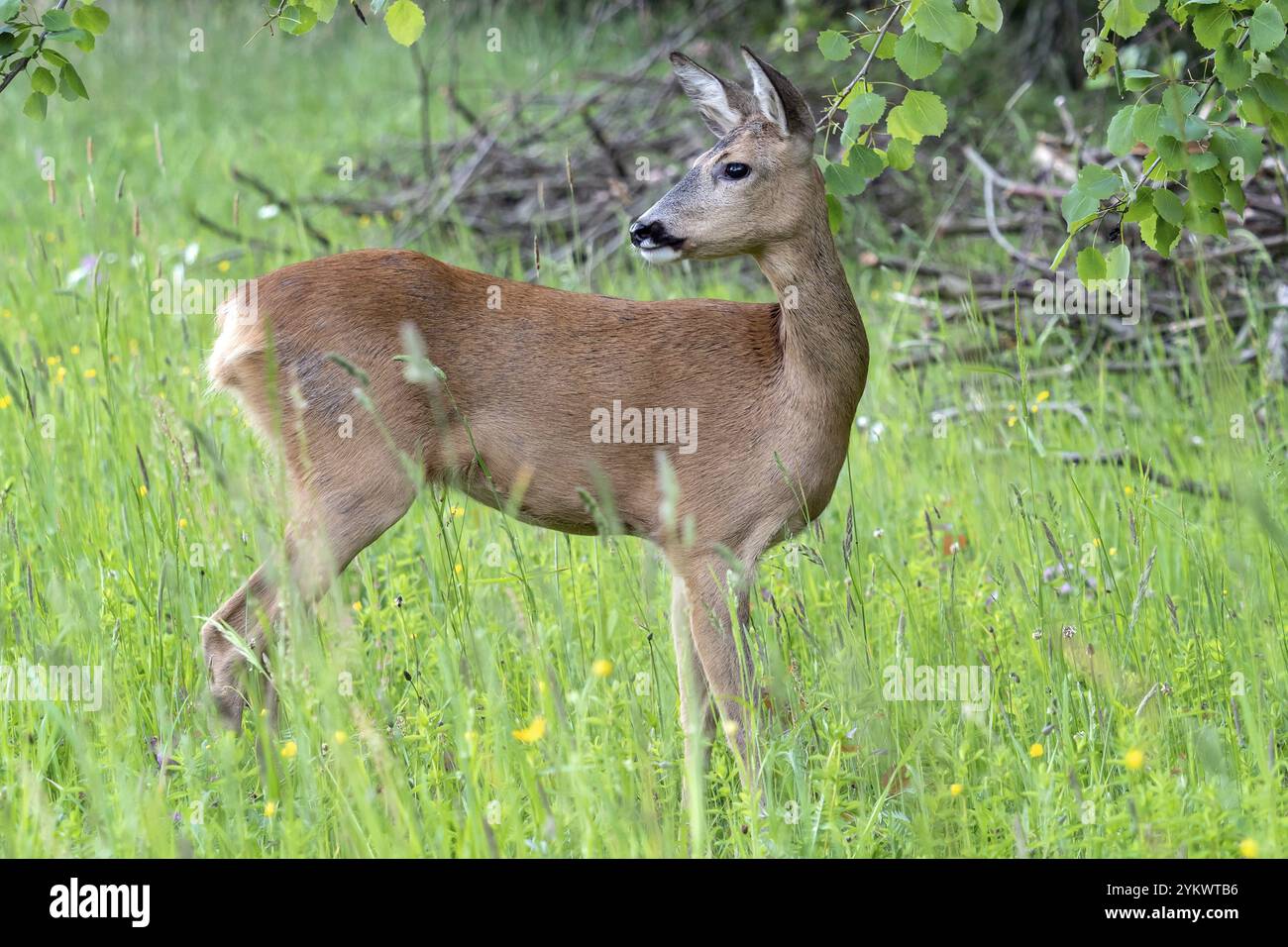 Rehe im Wald, Capreolus capreolus. Wildes Reh in der Natur Stockfoto