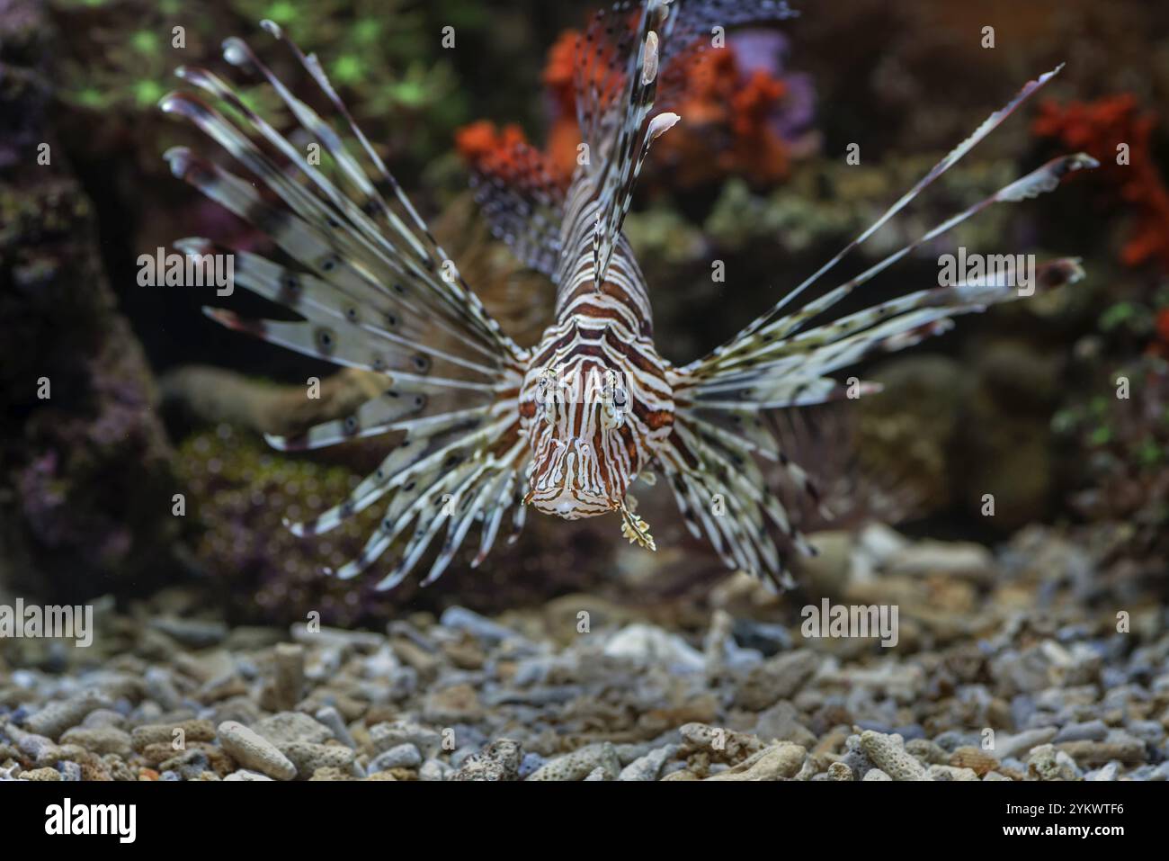 Vorderansicht des Löwenfisches mit ausgestellten Flossen Stockfoto