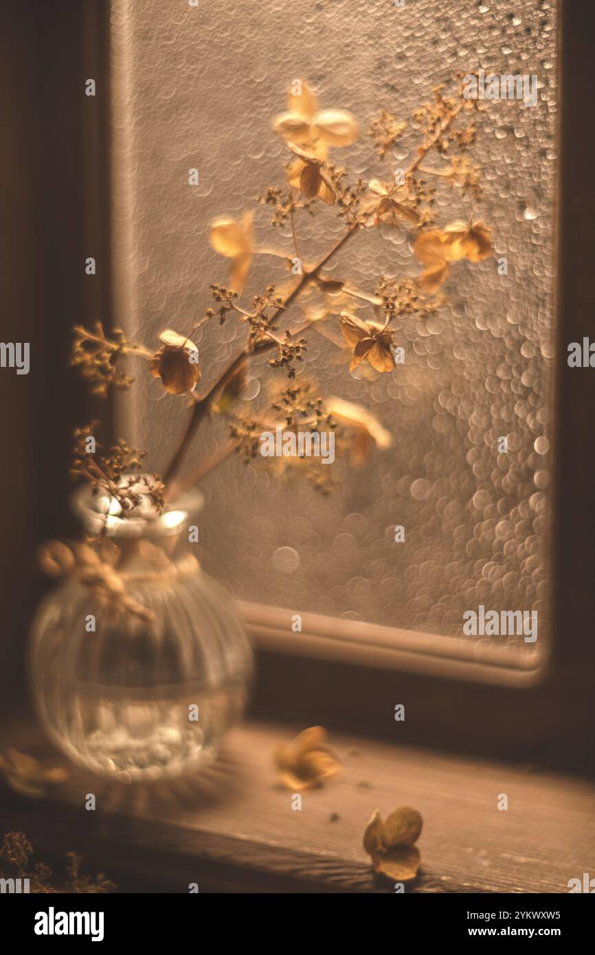 Warmes Sonnenlicht beleuchtet eine Glasvase mit getrockneten Hortensie-Blüten und schafft eine gemütliche Herbstszene auf einer Fensterbank Stockfoto