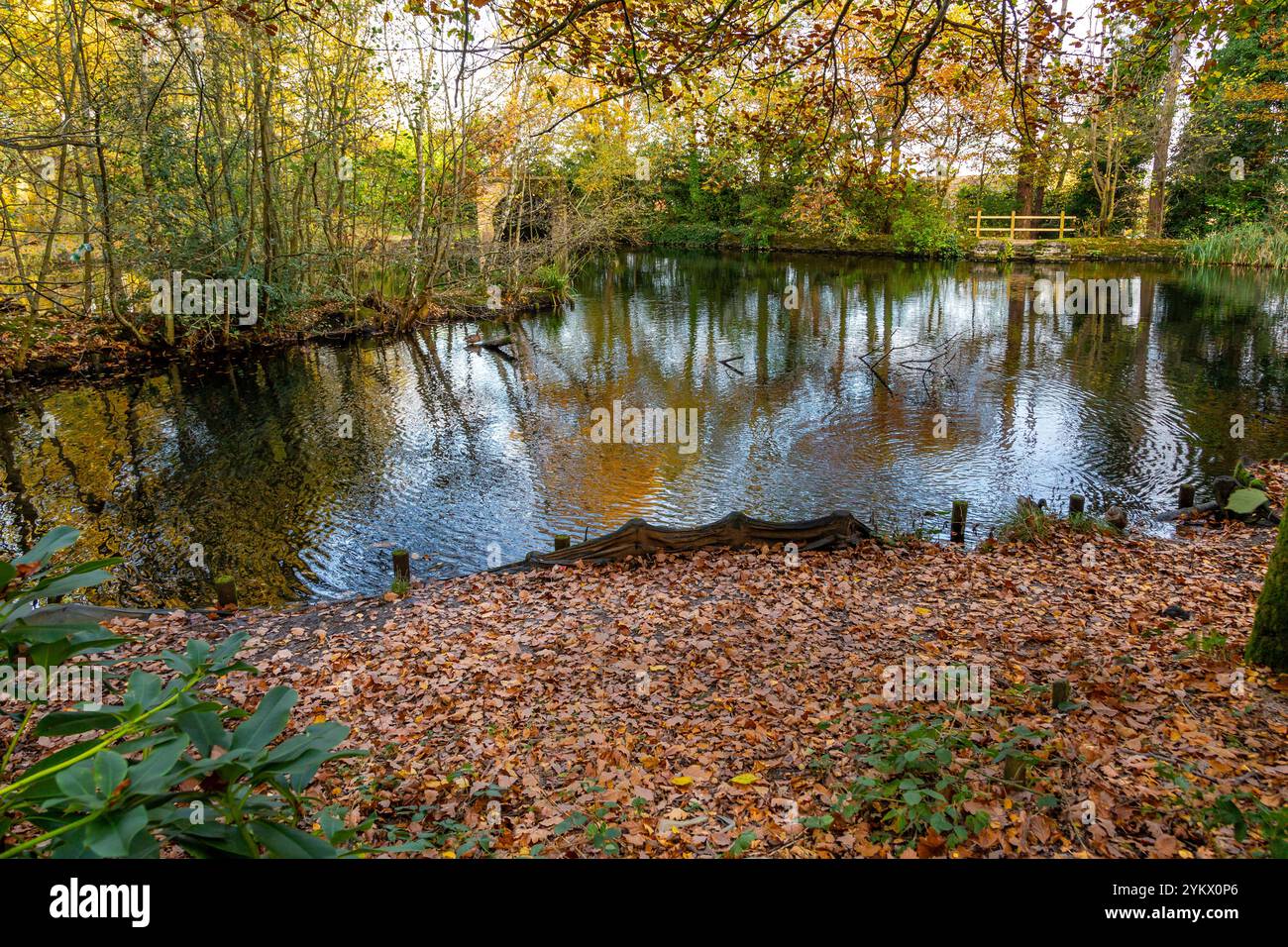 Wunderschöne, lebendige Wälder während der Herbstsaison. Stockfoto