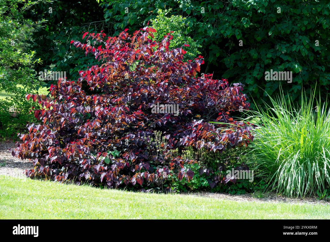 Lila Redbud-Baum Cercis canadensis „Waldpisse“ im Garten Stockfoto