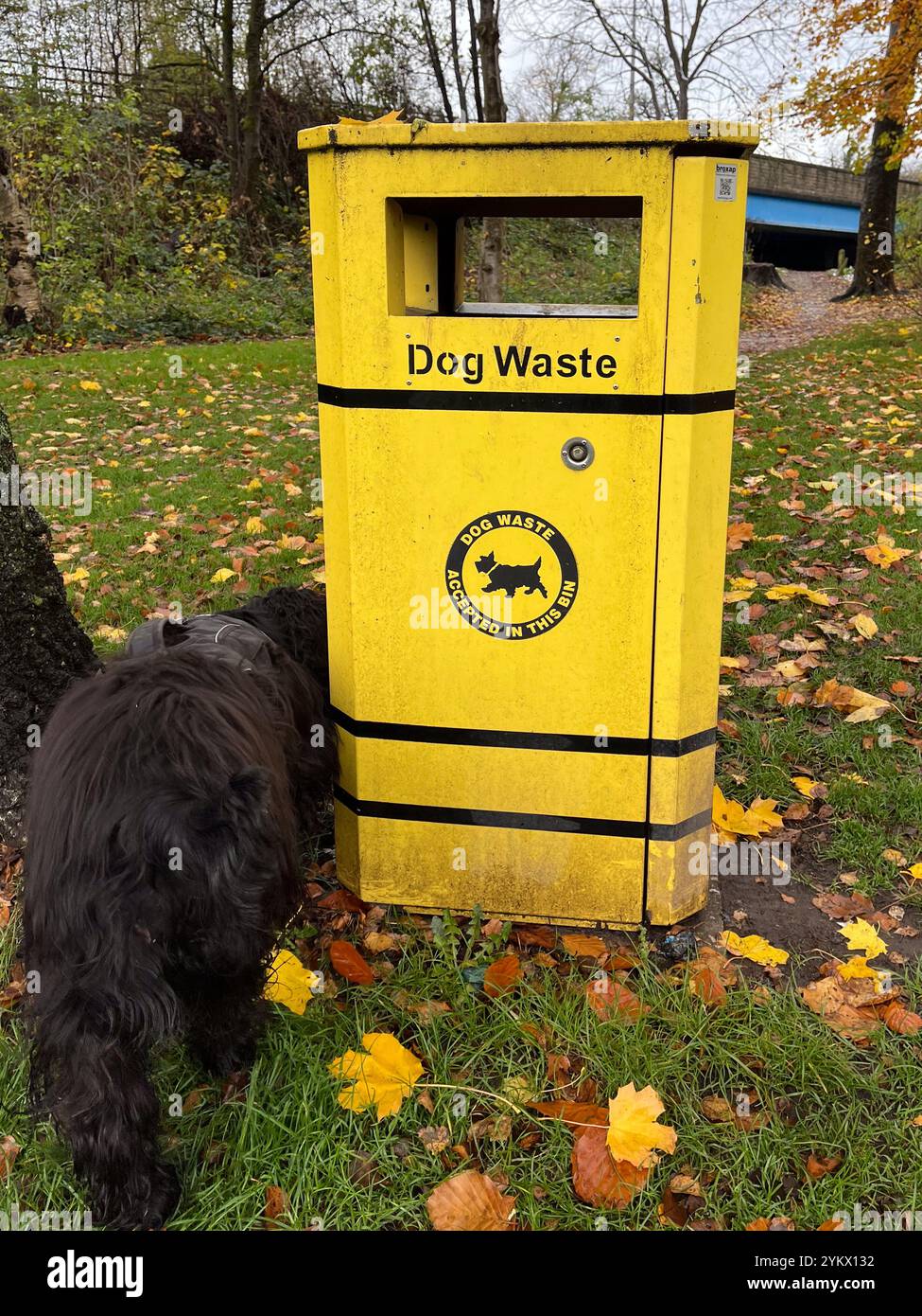Hund-Mülleimer im park - Smartphone-aufgenommenes Stockfoto