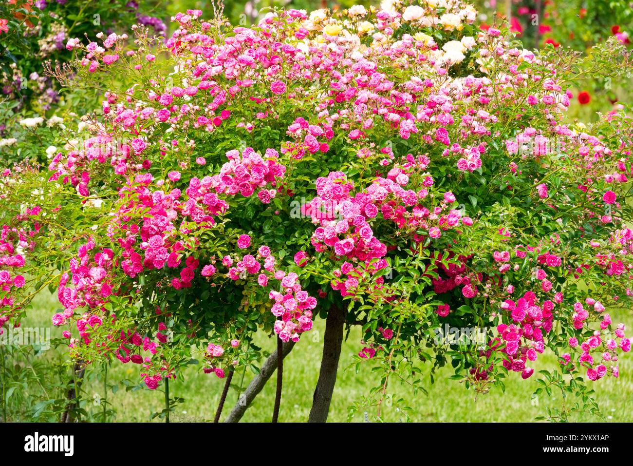 Dekorative rosafarbene Standardrose im Garten Stockfoto