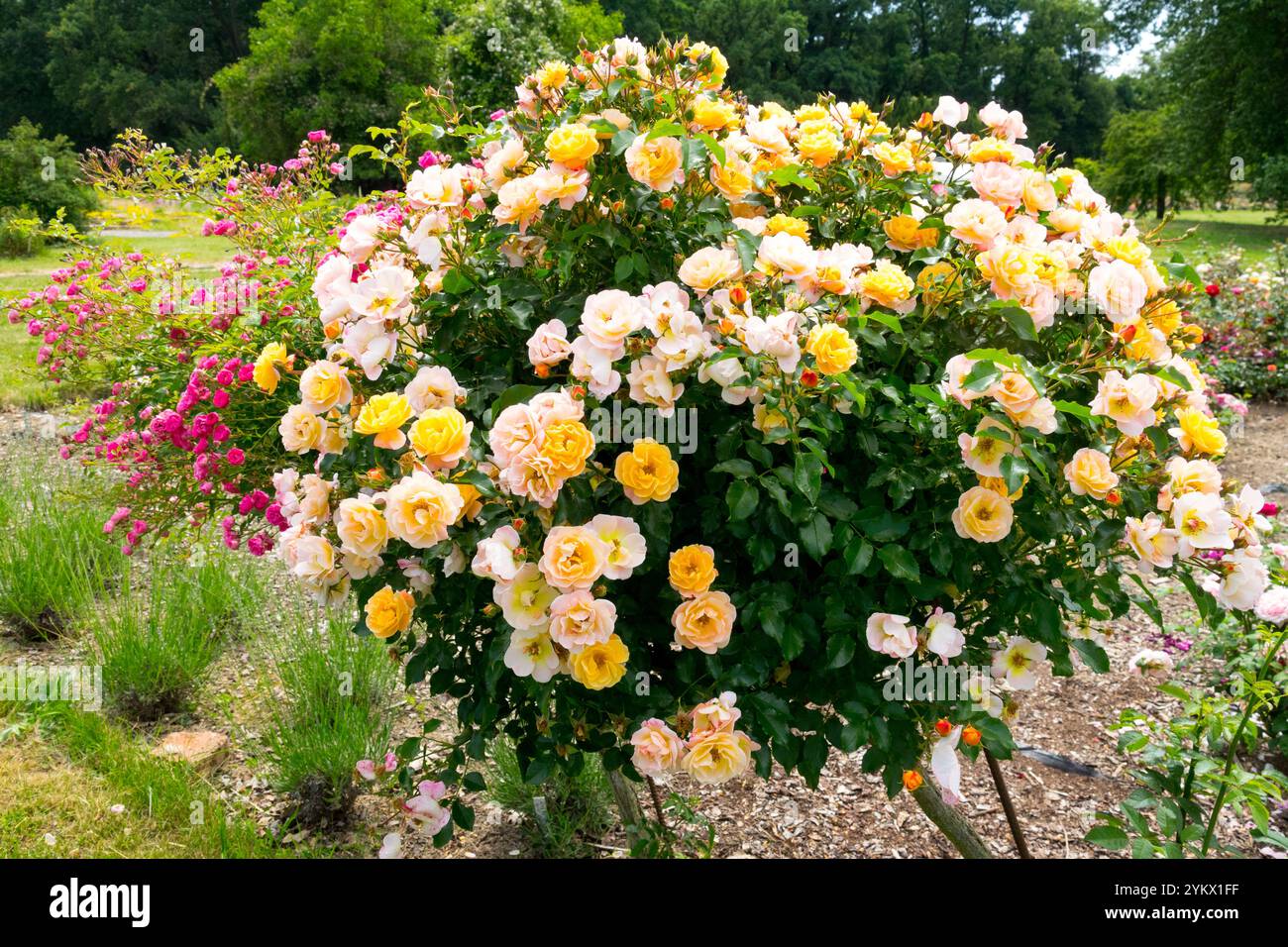 Weißer gelber Dekorationsstiel Standard Rose im Garten Stockfoto