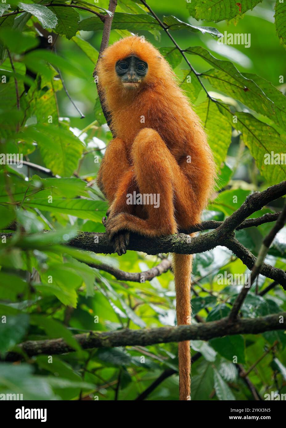 Kastanienaffe oder Blattaffen Presbytis rubicunda, endemisch auf Borneo und Karimata, leben in Wäldern und ernähren sich von Blättern, Samen und Früchten Stockfoto