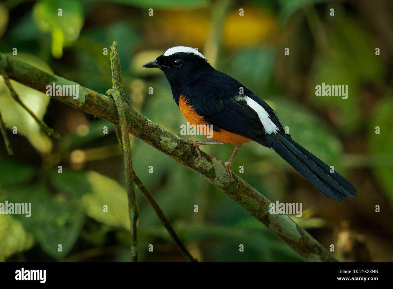 Weißgekrönte Schama Copsychus stricklandii passerine Vogel in Muscicapidae, endemisch auf Borneo, Maratua shama wurde früher als Unterart, Closel, behandelt Stockfoto