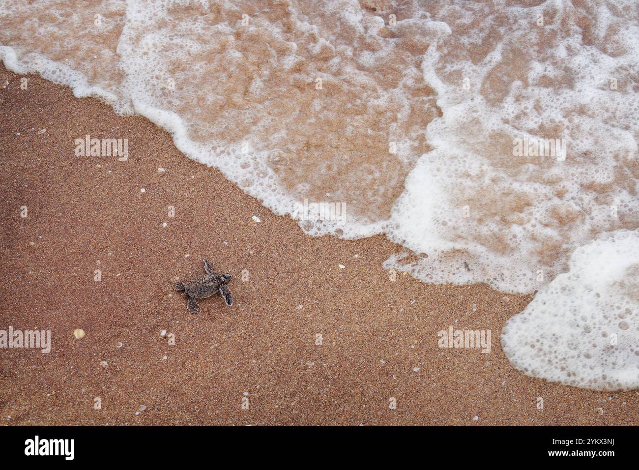 Grüne Meeresschildkröte Chelonia mydas auch schwarze (Meer-)Schildkröte oder pazifische grüne Schildkröte, Meeresschildkröte in Cheloniidae. Neugeborene Schlüpflinge, die zum Meer laufen, ATT Stockfoto