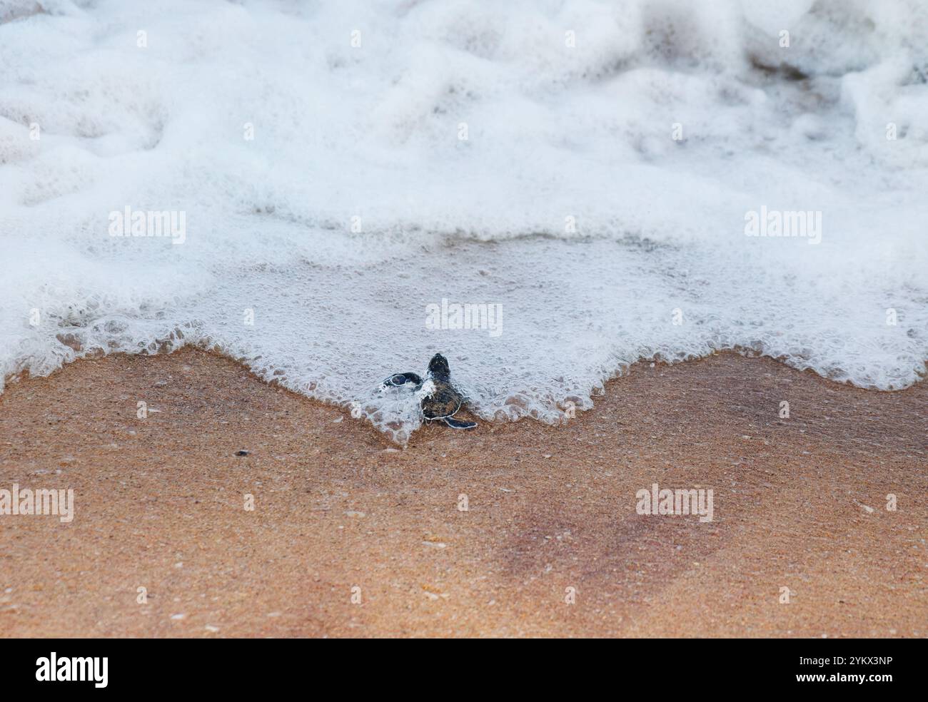 Grüne Meeresschildkröte Chelonia mydas auch schwarze (Meer-)Schildkröte oder pazifische grüne Schildkröte, Meeresschildkröte in Cheloniidae. Neugeborene Schlüpflinge, die zum Meer laufen, ATT Stockfoto