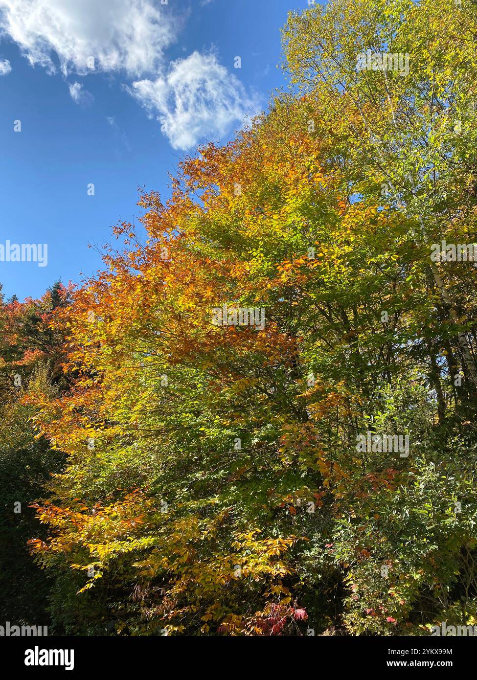 Herbstlaub mit blauem Himmel - Smartphone-aufgenommenes Stockfoto
