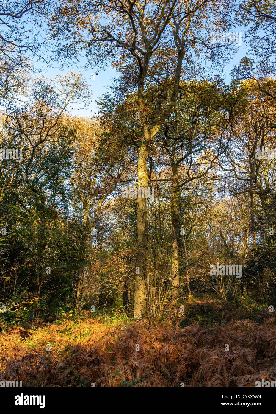 Wunderschöne farbenfrohe Wälder während der Herbstsaison. Stockfoto