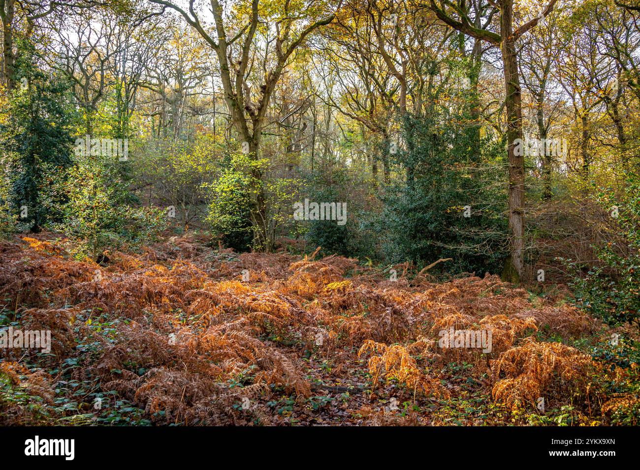 Wunderschöne farbenfrohe Wälder während der Herbstsaison. Stockfoto