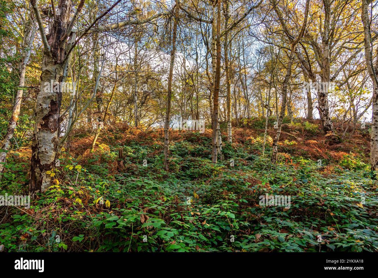 Wunderschöne farbenfrohe Wälder während der Herbstsaison. Stockfoto