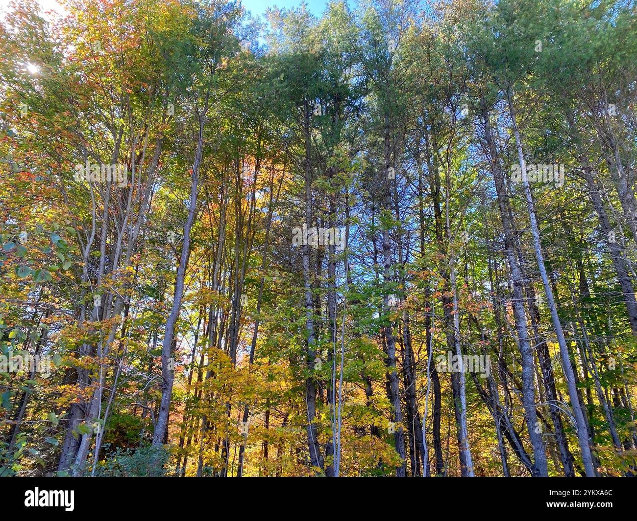 Hohe dünne Bäume im Wald - Smartphone-aufgenommenes Stockfoto