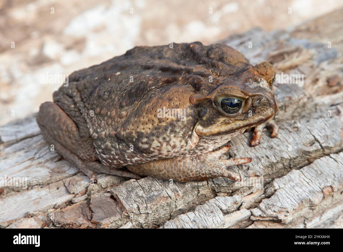 Rohrkröte. Riesenkröte (Bufo marinus). Stockfoto