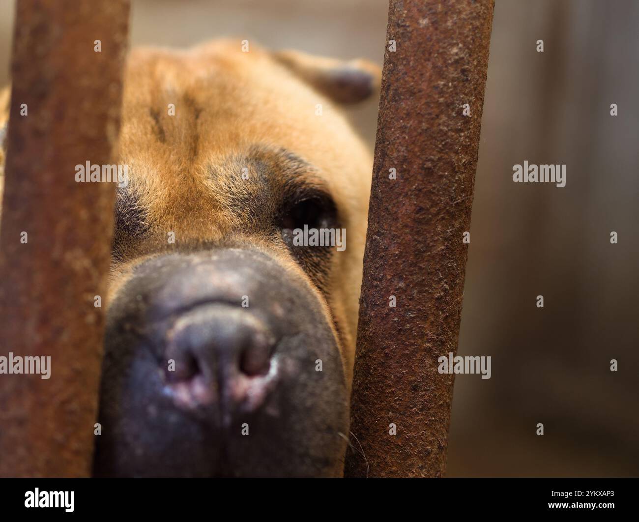 Eine Nahaufnahme des Gesichts eines Hundes, der durch rostige Stäbe blickt, dessen Ausdruck sowohl Neugier als auch Sehnsucht trägt Stockfoto