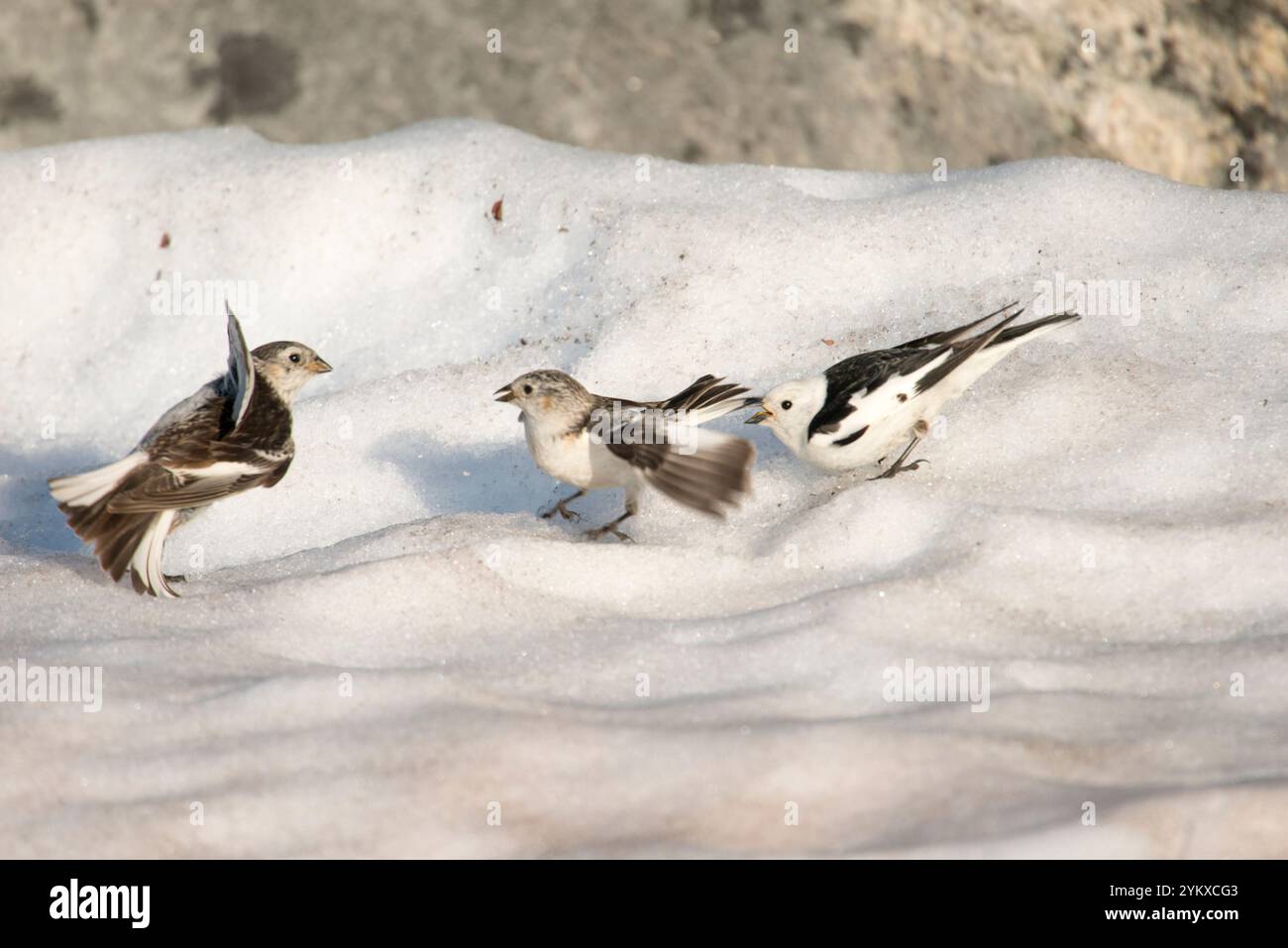 Zwei weibliche Schneehähne (Plectrophenax nivalis) und ein Männchen treten kurz auf die verschneite Landschaft Grönlands. Die Vögel, mit ihren Stockfoto
