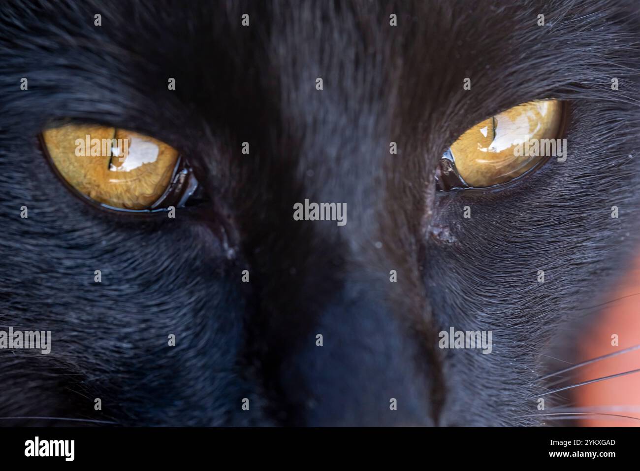 Eine Nahaufnahme des Gesichts einer schwarzen Katze mit gelben Augen. Die Augen der Katze sind groß und hell, was den Eindruck eines wilden und wachsamen Tieres erweckt. Der Fell ist Stockfoto