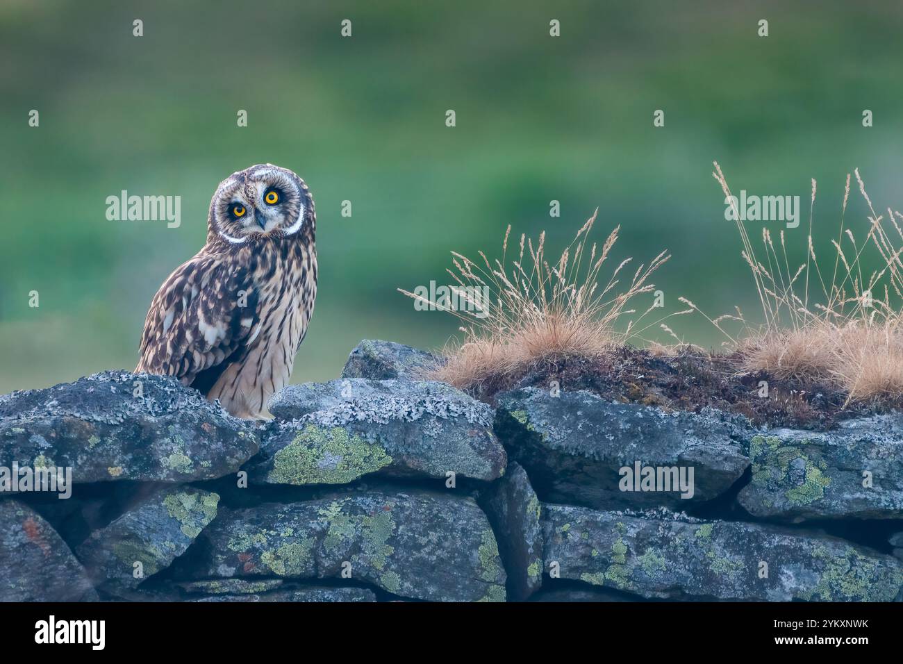 Junge Kurzohr-Eule (Asio flammeus) sitzt an einer Mauer in Perthshire, Schottland Stockfoto