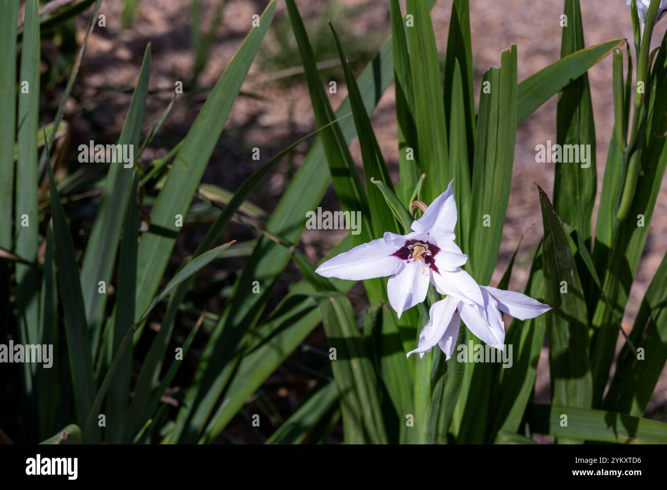 Gladiolus murielae Kelway oder Abessinier Gladiolen schöne weiße und kastanienbraune Blüten im Sommer Stockfoto
