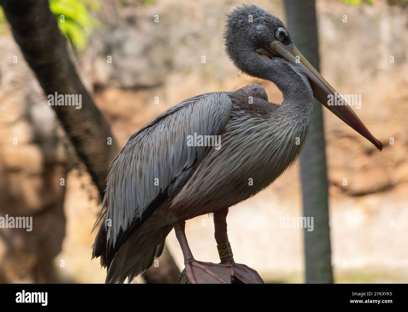 Pelícano Stockfoto