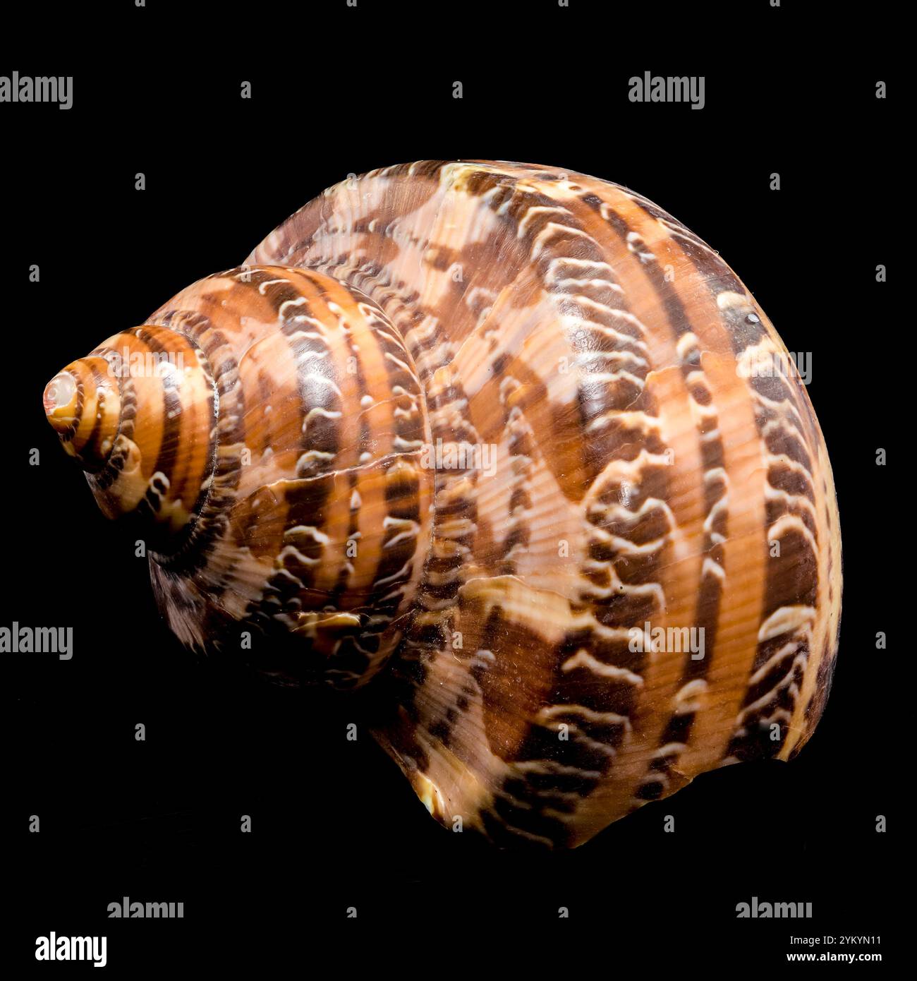 Eine wunderschöne Muschel Tiger Cowrie Conch, isoliert vor tiefschwarzem Hintergrund. Stockfoto