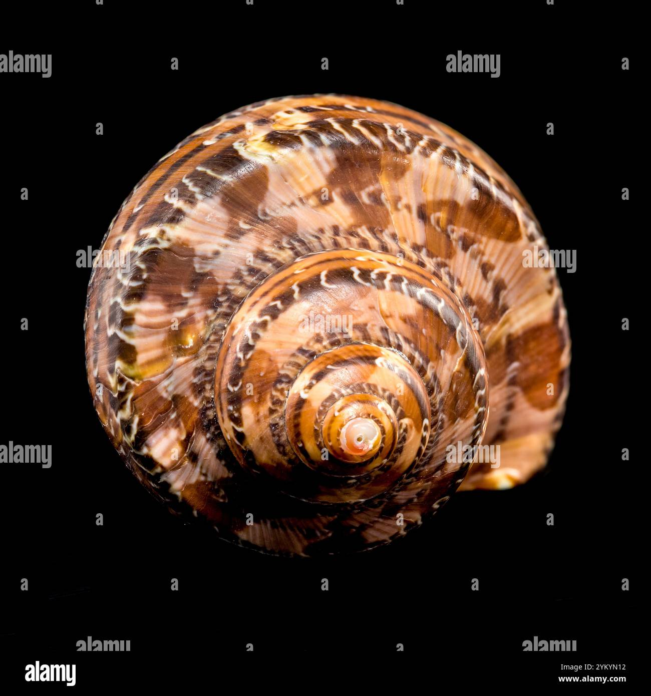 Eine wunderschöne Muschel Tiger Cowrie Conch, isoliert vor tiefschwarzem Hintergrund. Stockfoto
