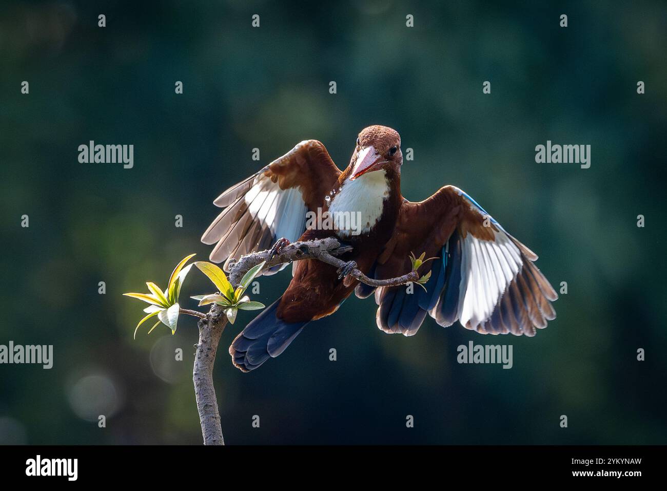 Der braunköpfige eisvogel in einem Park in Ho-Chi-Minh-Stadt. Stockfoto