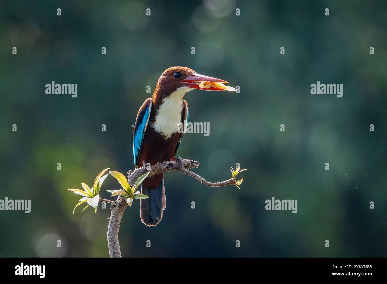 Der braunköpfige eisvogel in einem Park in Ho-Chi-Minh-Stadt. Stockfoto