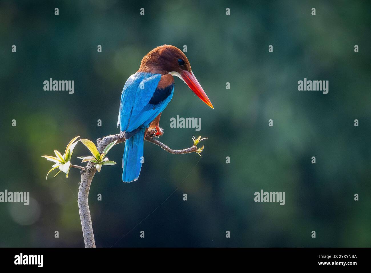 Der braunköpfige eisvogel in einem Park in Ho-Chi-Minh-Stadt. Stockfoto