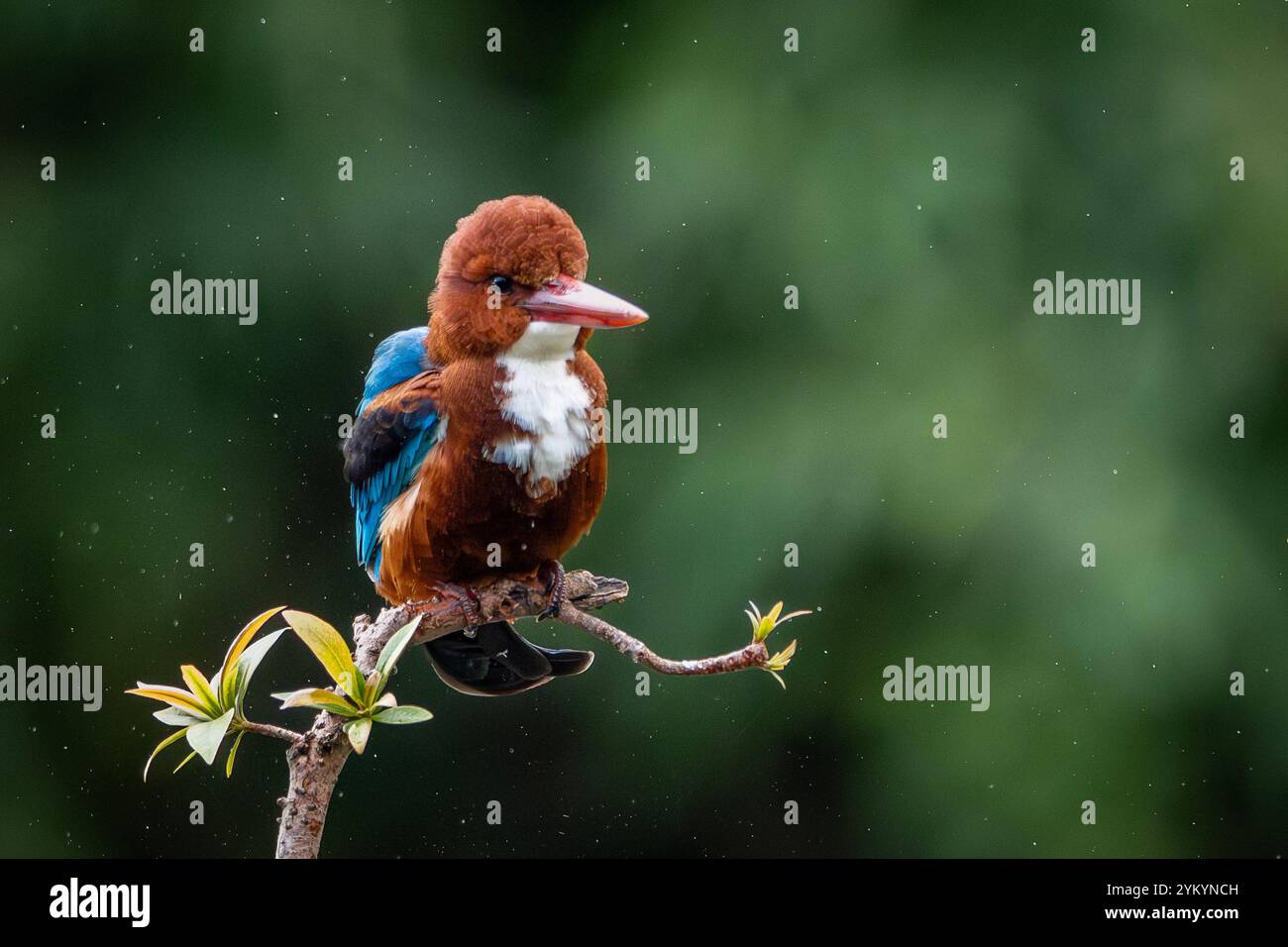 Der braunköpfige eisvogel in einem Park in Ho-Chi-Minh-Stadt. Stockfoto