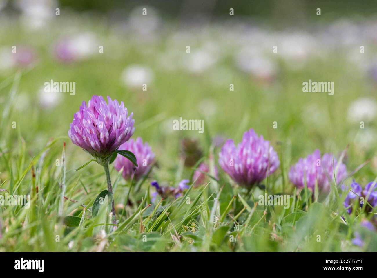 Rotklee (Trifolium pratense) wächst im Rasen Stockfoto