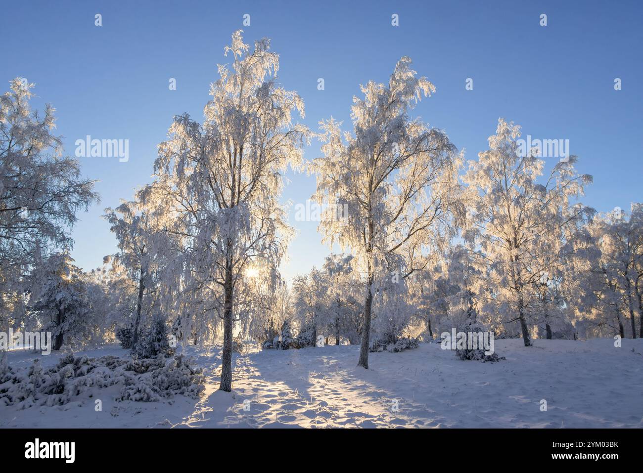 Sonnenschein durch die Baumkronen mit Raureif in einer winterlichen Landschaft Stockfoto