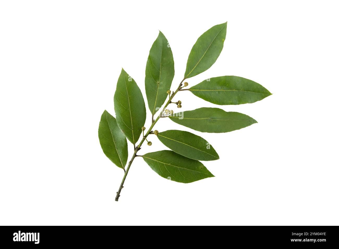 Lorbeerzweig mit Blättern und Knospen isoliert auf weißem Hintergrund. Laurus nobilis die blühende Pflanzenfamilie Lauraceae. Lorbeer oder süße Bucht Popul Stockfoto