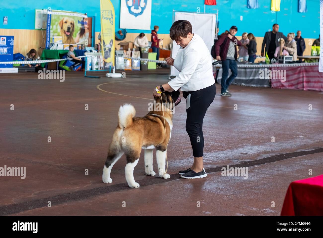 Weißrussland, Minsk - 14. oktober 2023: Bei einer lebhaften Hundeshow steht eine Frau stolz neben ihrem liebenswerten braunen und weißen Hund und zeigt ihre Bindung A Stockfoto