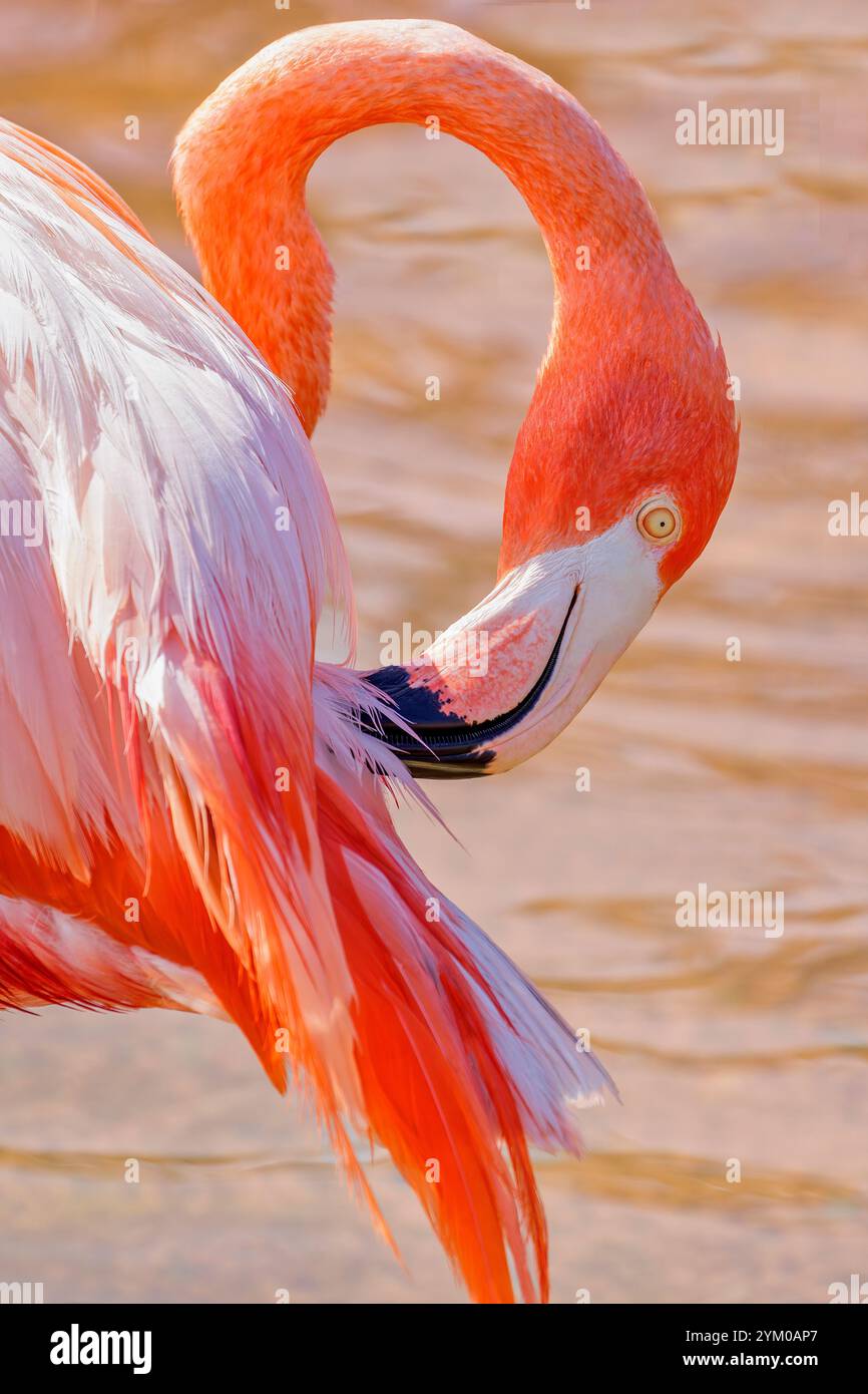Ein karibischer Flamingo putzt seine Federn Stockfoto