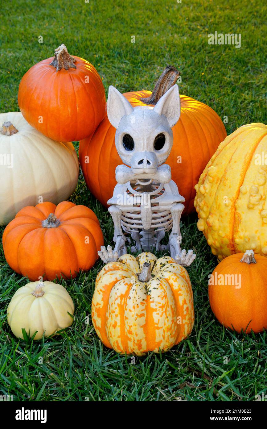 Ein Skelett Halloween Hund umgeben von mehreren Kürbissen Stockfoto