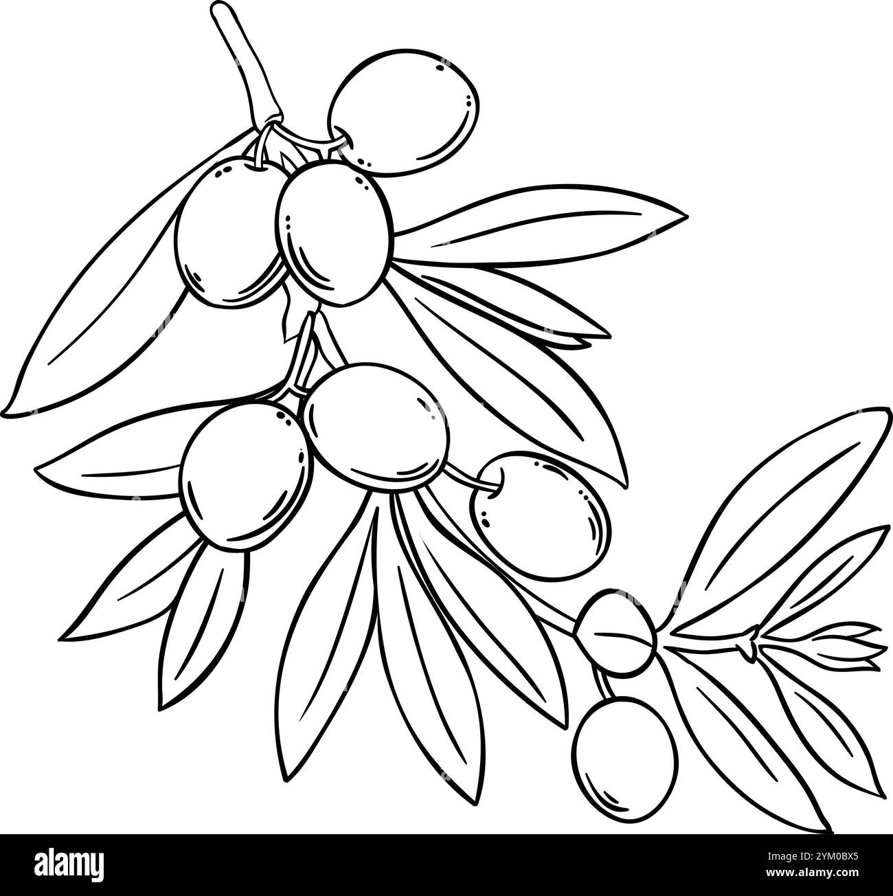 Abbildung Isolierte Umrisse Des Olivenzweigs. Stock Vektor