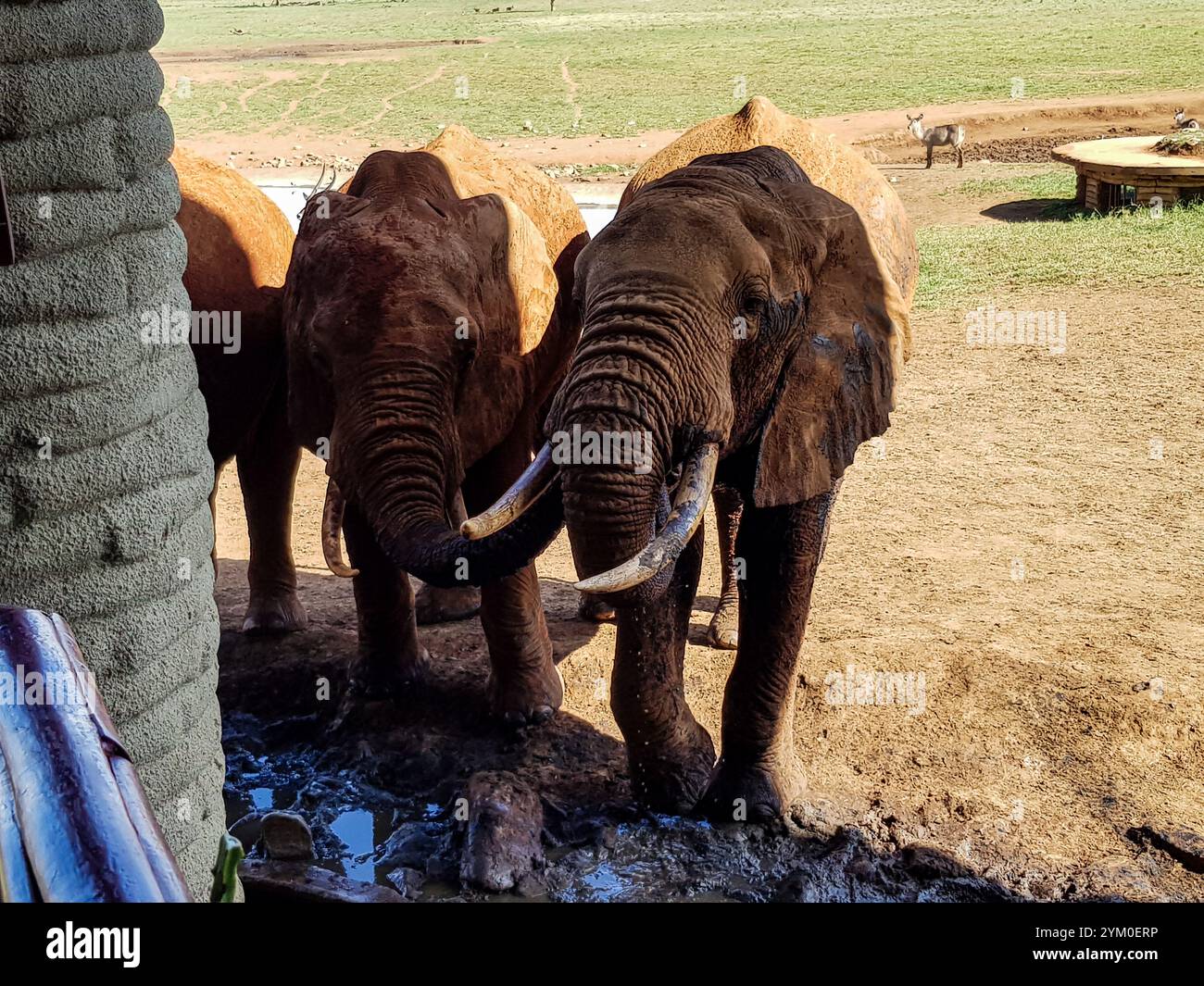 Auf dem Foto, ein Elefant, der Wasser unter dem Taita Hills Safari Hotel trinkt Stockfoto