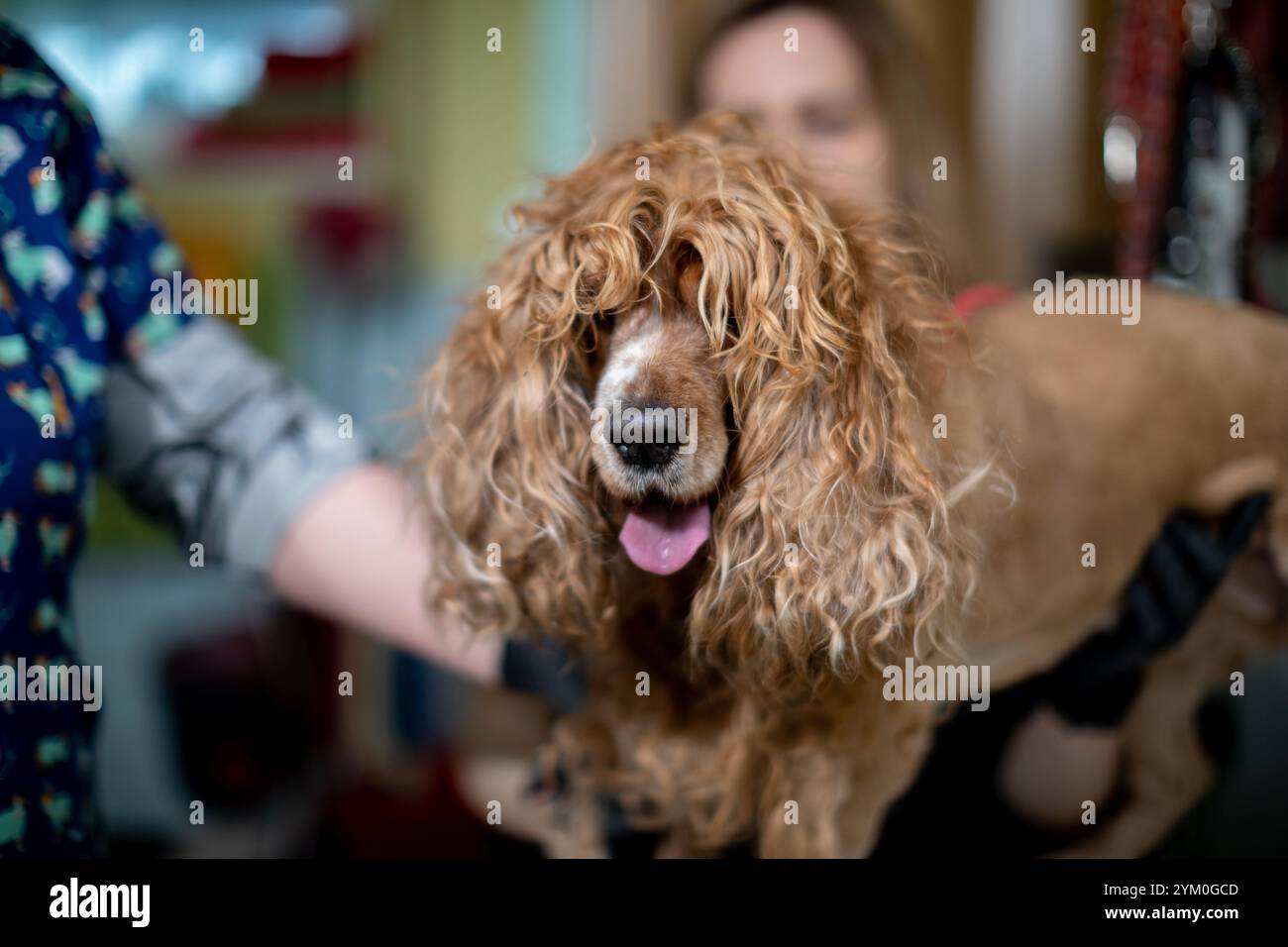 Ein verspielter und entzückender Hund mit lockigem Fell genießt zu Hause eine gründliche Pflege Stockfoto