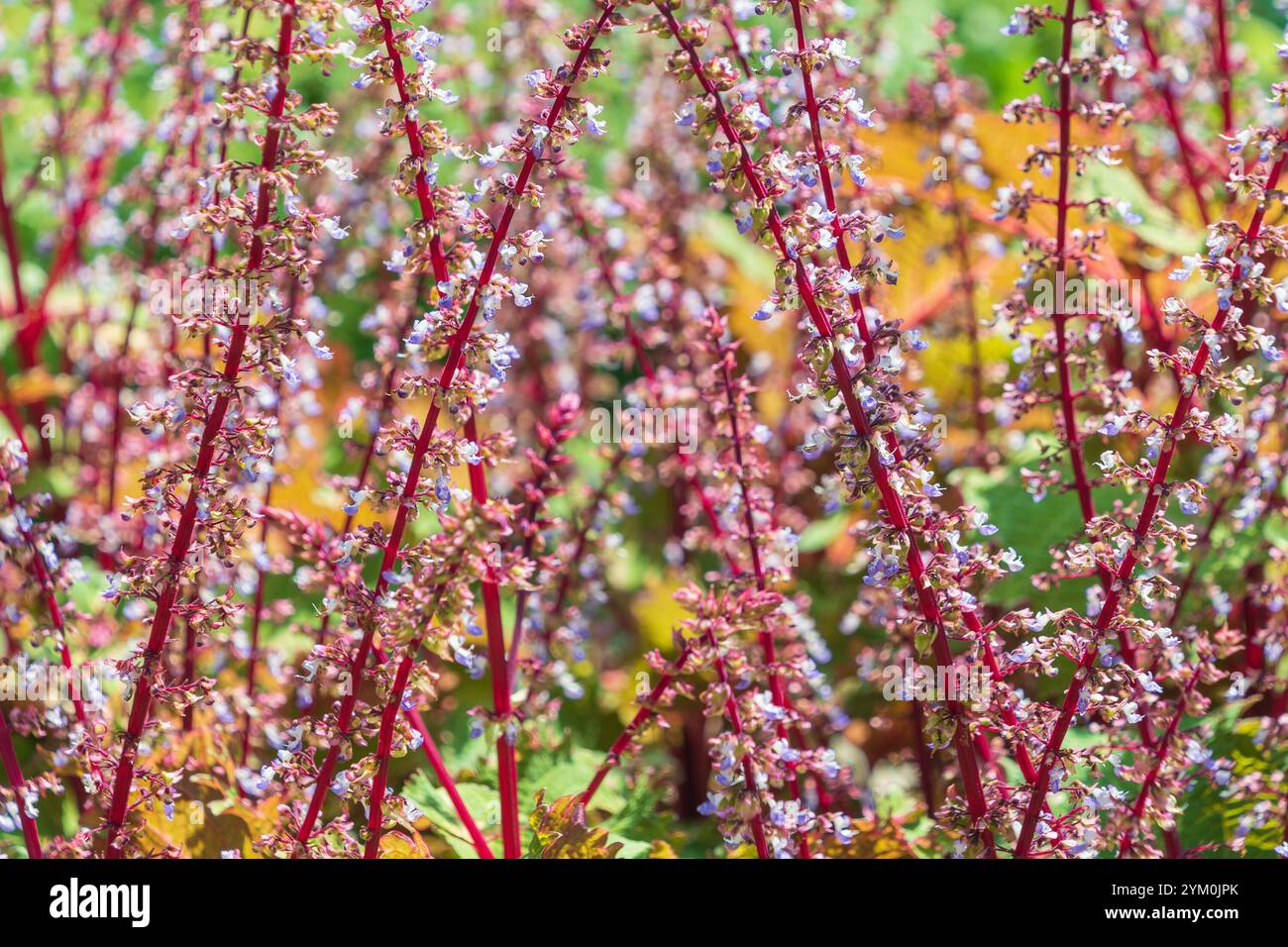 Schöne Blumen Coleus scutellarioides. coleus, bemalte Brennnessel. Eine blühende Pflanze. Stockfoto