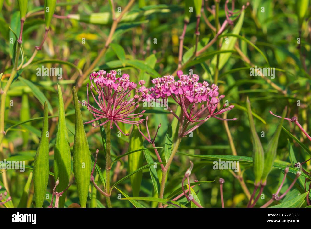 Rosa Blüten von Asclepias incarnata. Das Sumpfmilchweed, Rosenmilchweed, Rosenmilchblume, Sumpfseidenweed, weißer Indischer Hanf. Eine krautige Perennial-pla Stockfoto