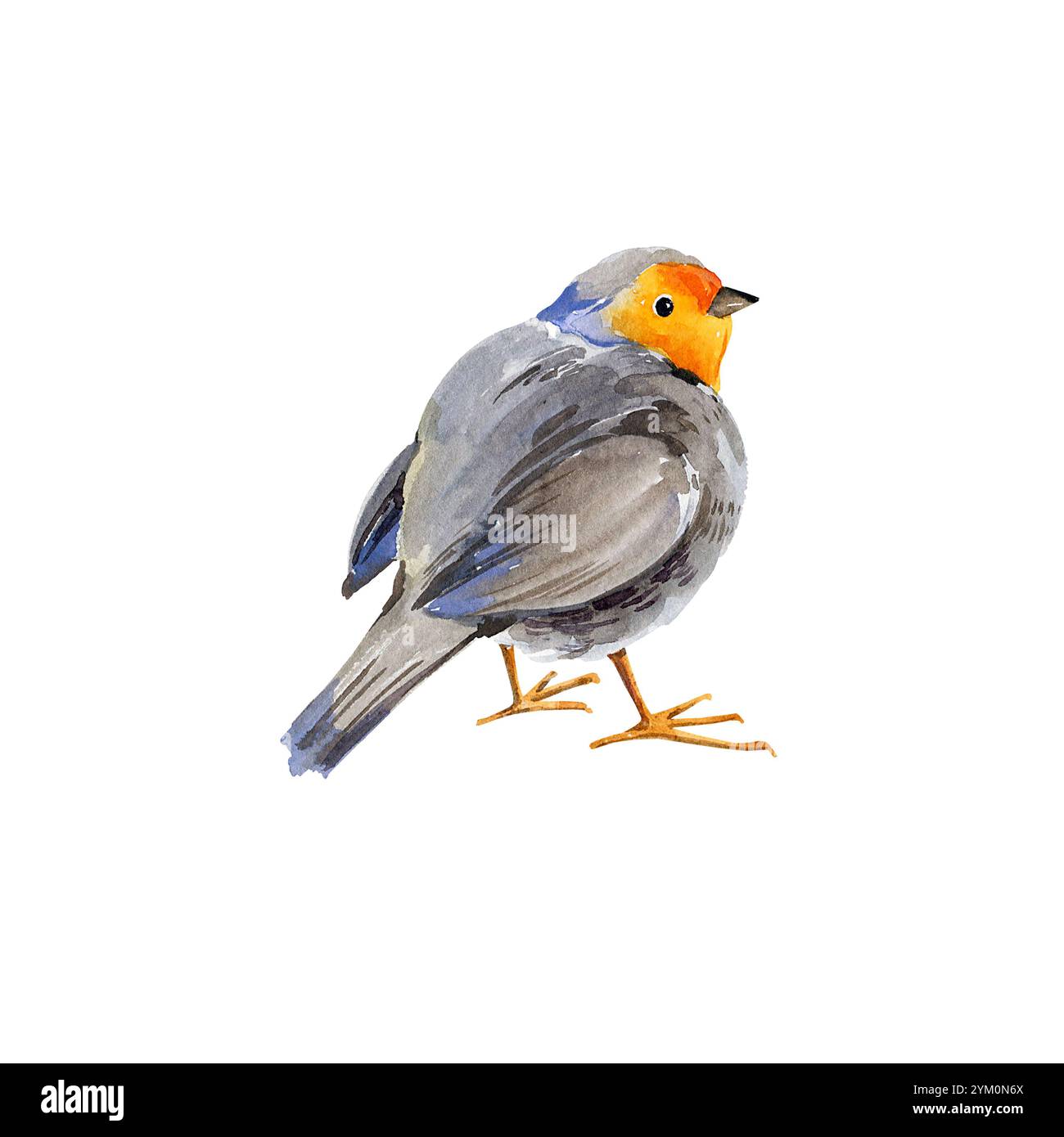 Aquarell niedlicher Europäischer robin Vogel, handgezeichnete Illustration von Rotbrust kleinen Vogel, Erithacus rubecula, Skizze von grauem Rotbrust songvogel, Anima Stockfoto